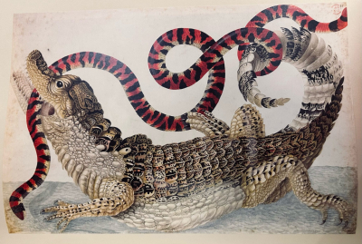 a caiman holding a false coral snake in its mouth
